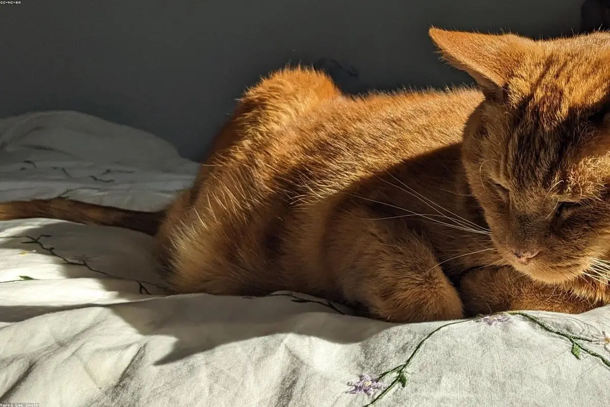 Kitty Bruce, the Guardian of Lenny Bruce’s Radical Legacy, Passes Away at 70