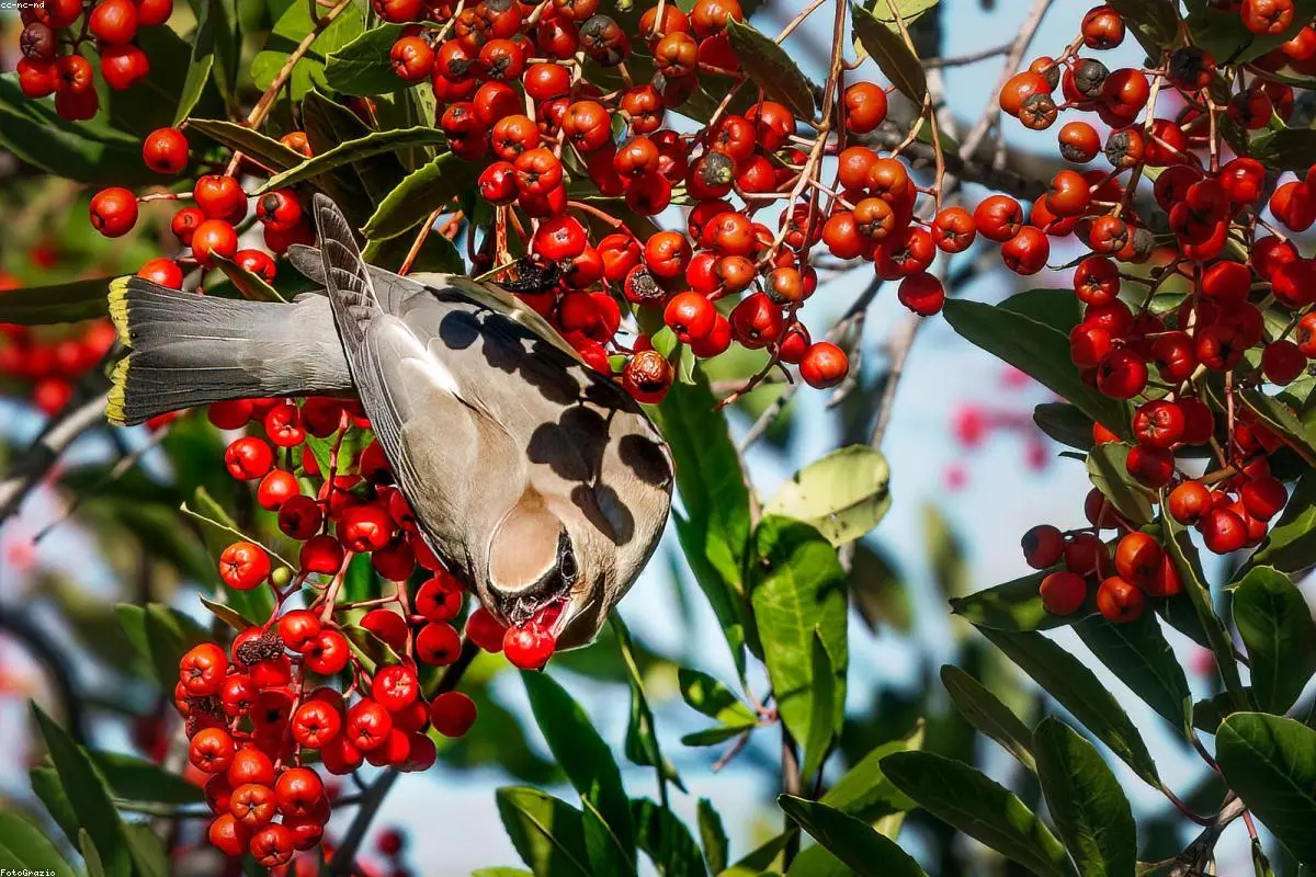 Global Scarcity Warning: Ex-World Bank Chief Calls on China to Release Food and Fertiliser Reserves