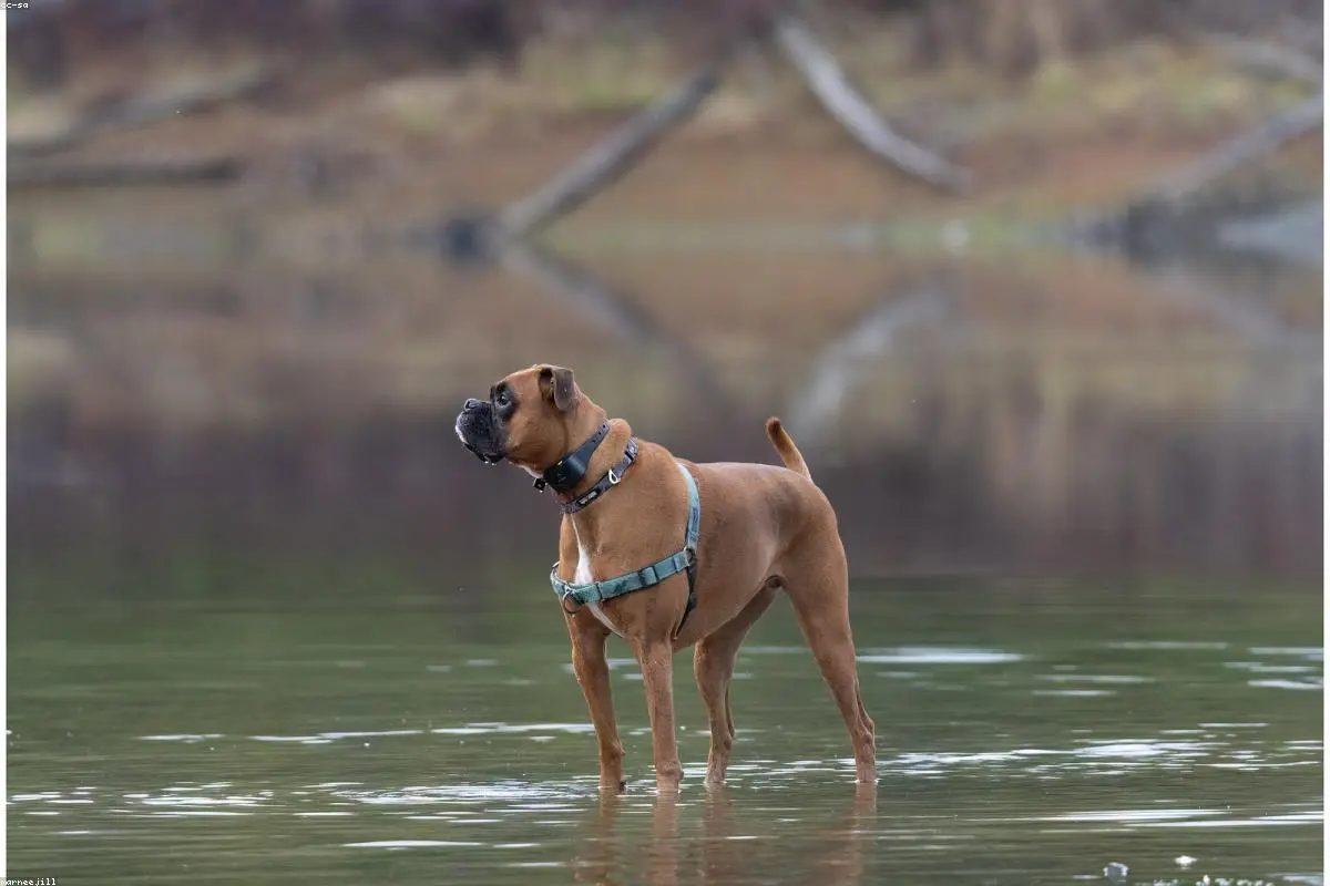 Paw-sibly the Strangest Case Yet: Italian Police Uncover Dog Trained for Illegal Rubbish Dumping