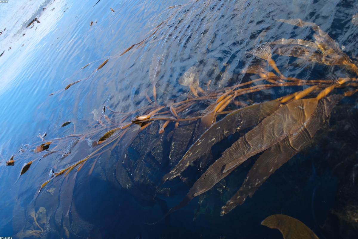 Korean Wave Drives Up Seaweed Prices Globally: A Deep Dive