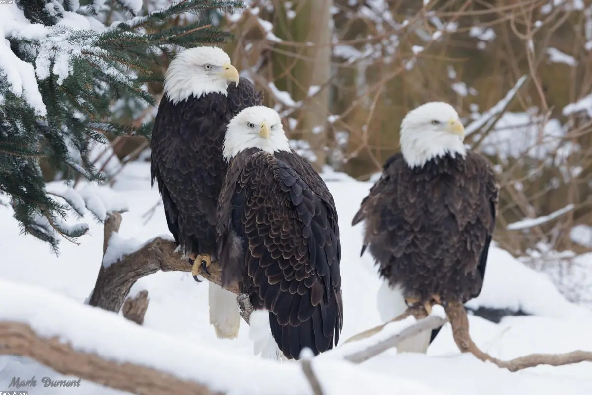 Beyond the Screen: Why the World Fell in Love with Jackie the Eagle
