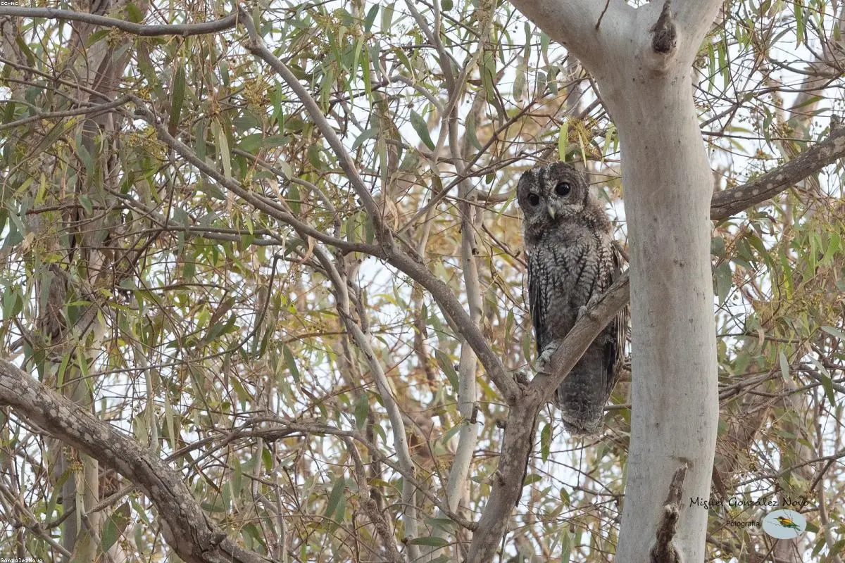 Pablo Larraín and Netflix Team Up for ‘Once’: A New Powerhouse Collaboration Takes Shape
