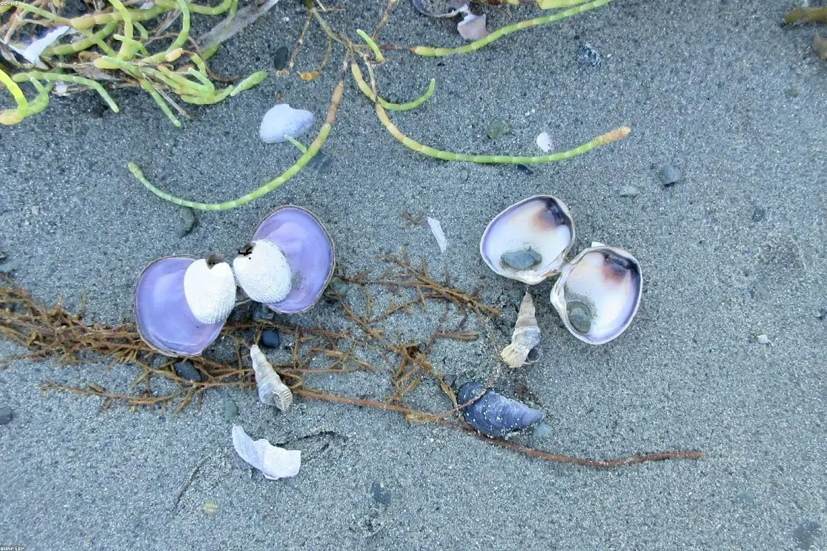 The Seashell Signal: Why Experts Doubt the Case Against James Comey Will Hold Water