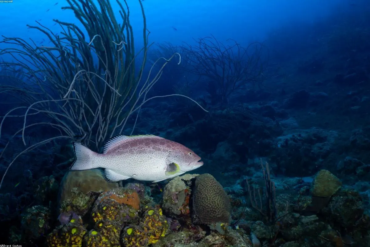 Why Your Beloved Fish and Chips Just Got Pricier: A Deep Dive into the Rising Costs