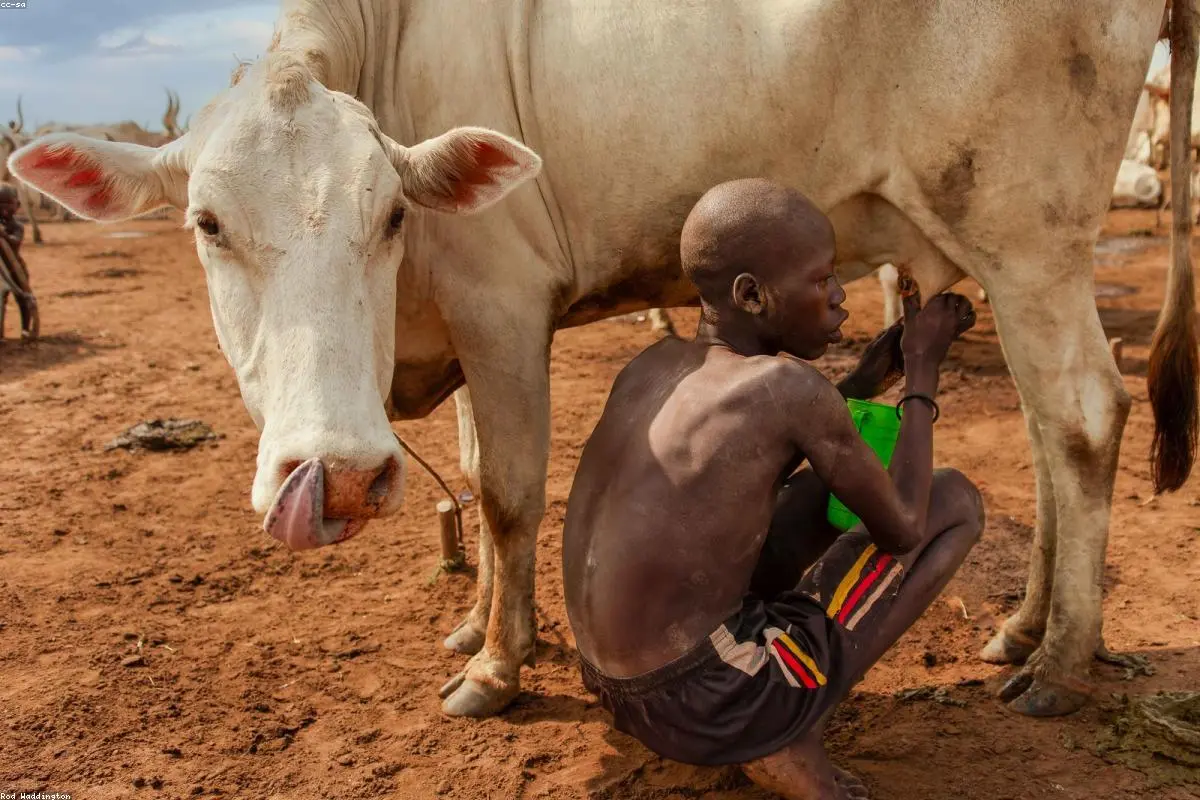 Justice in the Crosshairs: A Major Breakthrough in Sudan’s War Crimes Investigation
