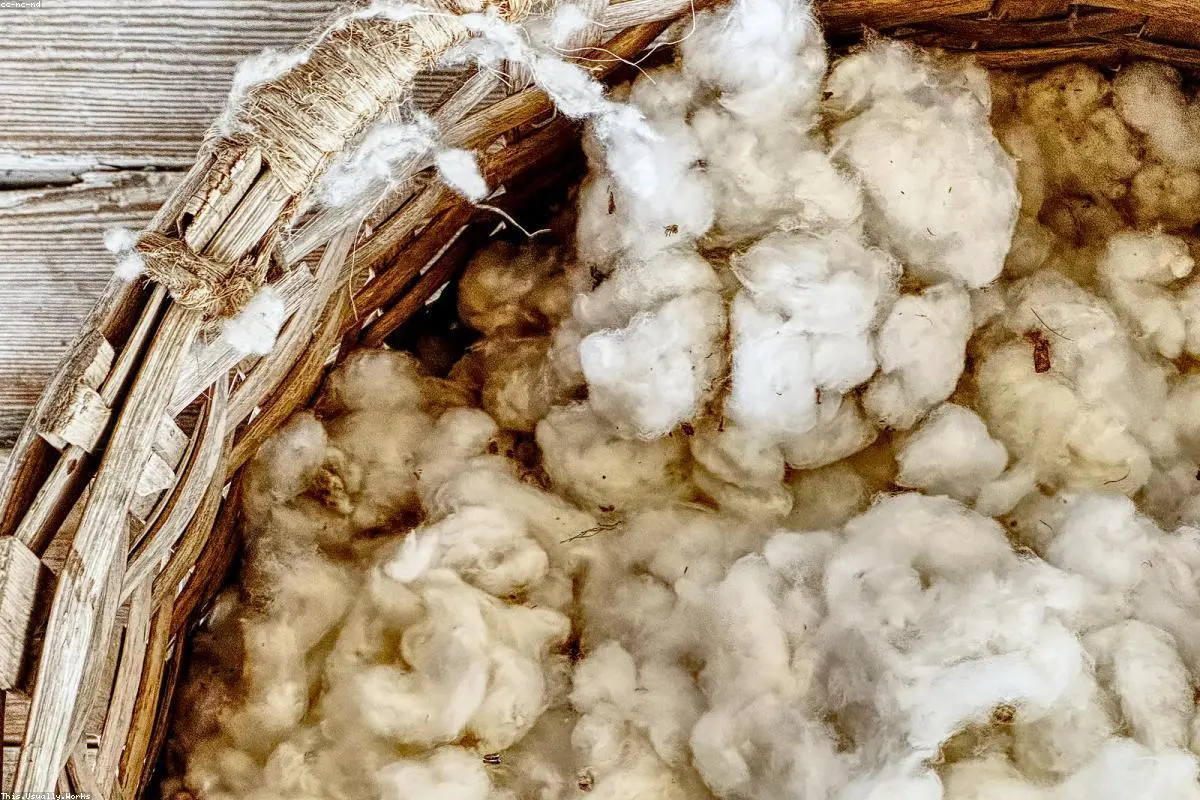 The Cotton Bud Conundrum: Why We’re Still Obsessed With Cleaning Our Ears (And Why We Shouldn't Be)