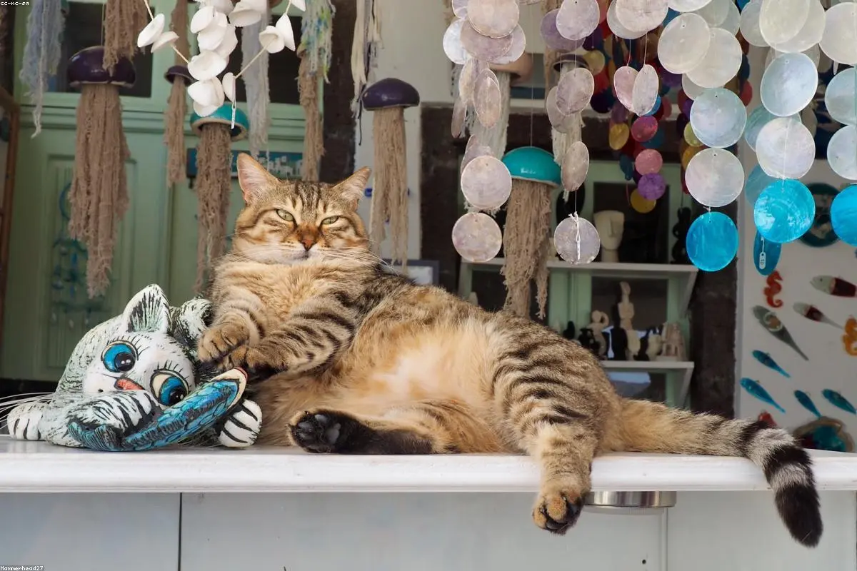 Beyond the Purr: How Our Feline Friends Could Unlock Human Cancer Breakthroughs