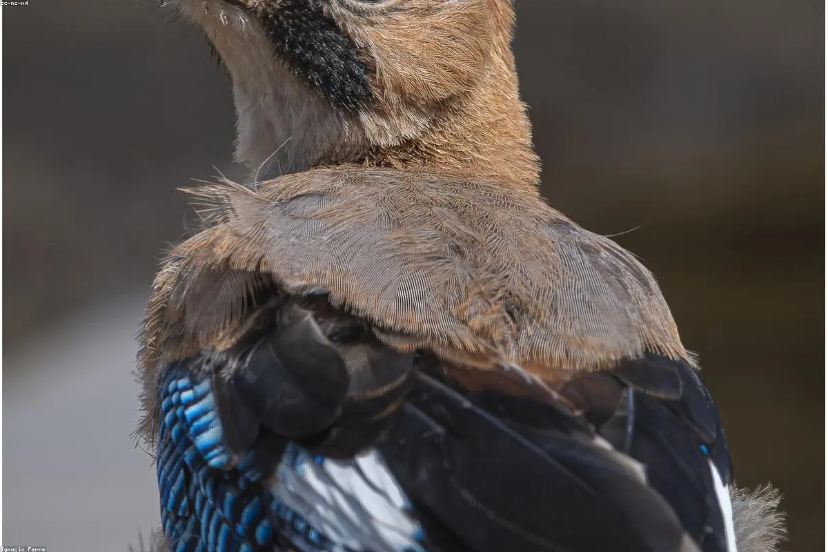 Beyond the Binoculars: How 'Shazam for Birds' Apps Are Redefining Avian Identification